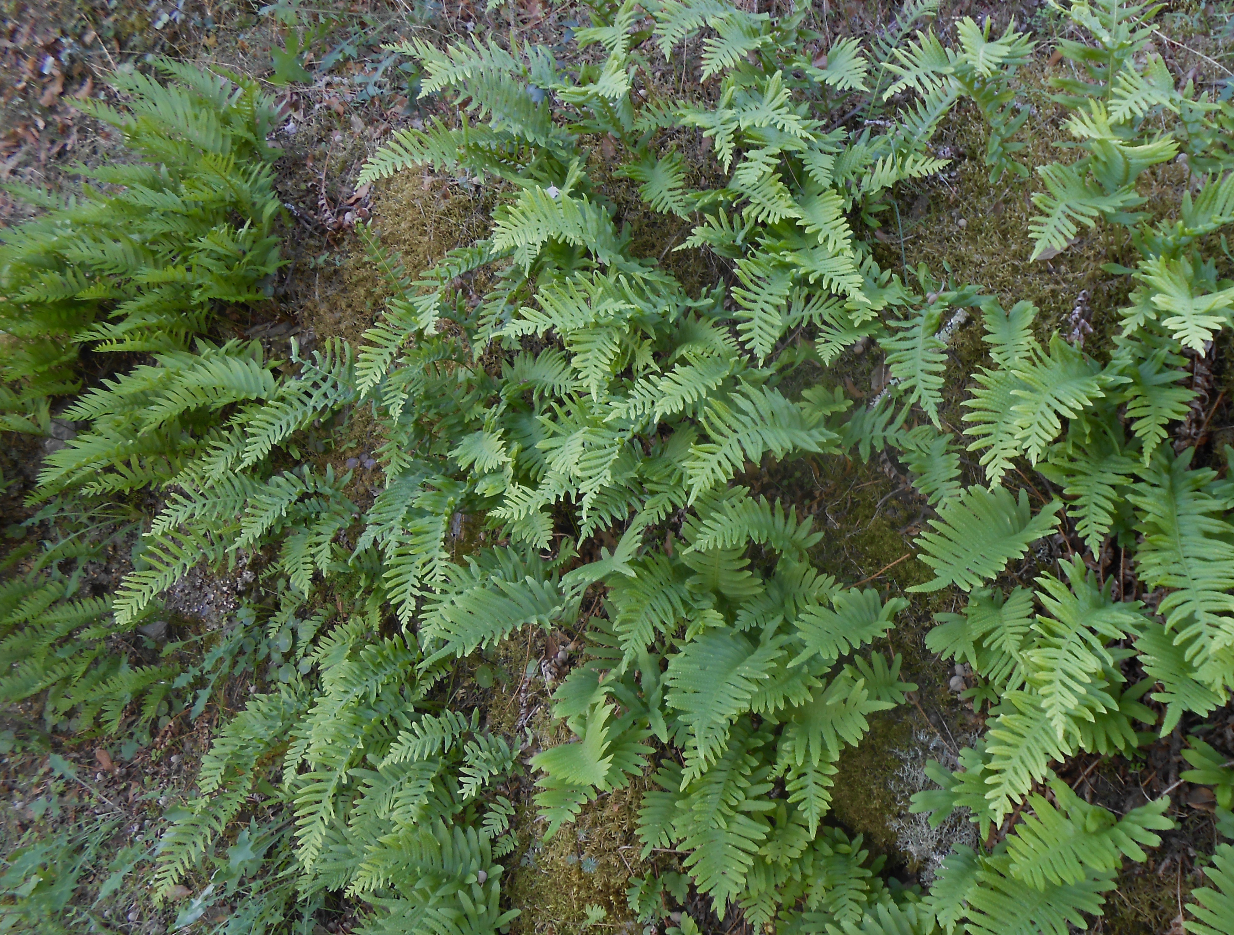 Polypode ou Réglisse des bois
