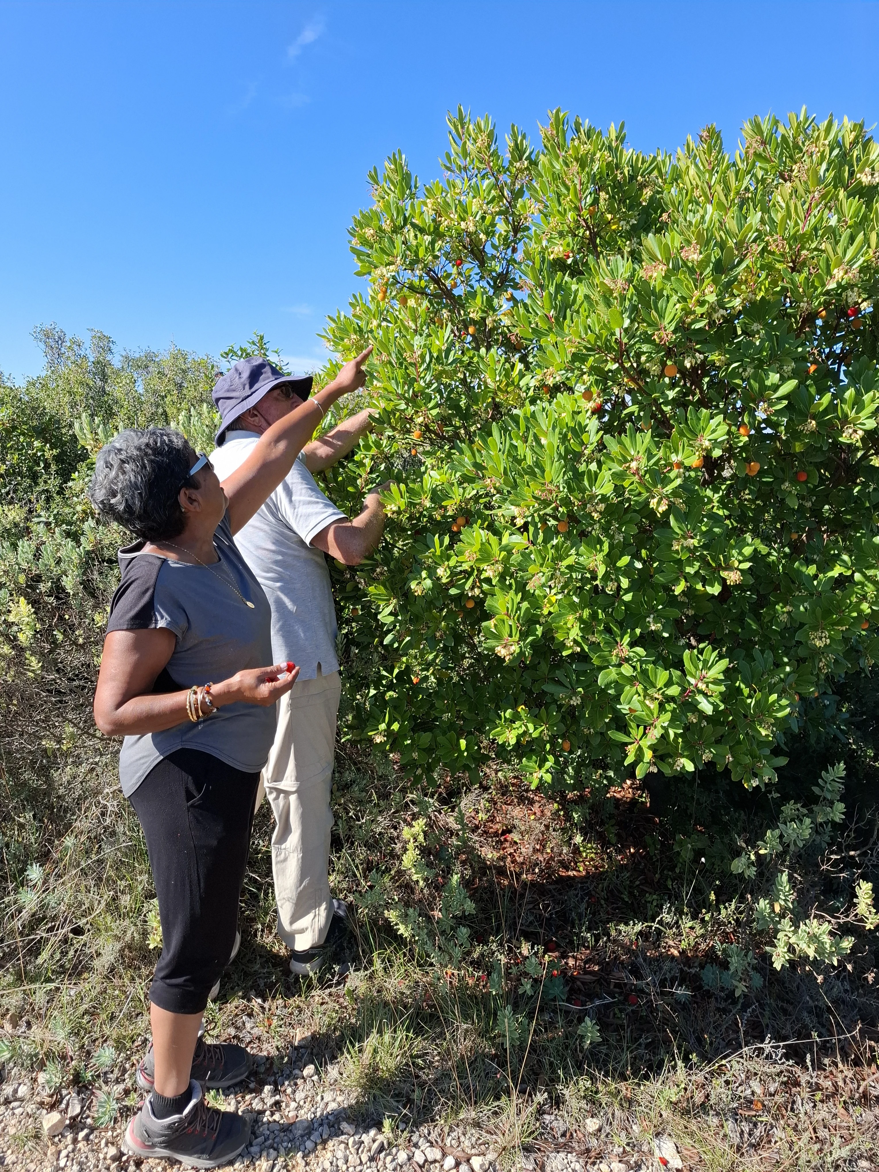 A la recherche des arbouses .