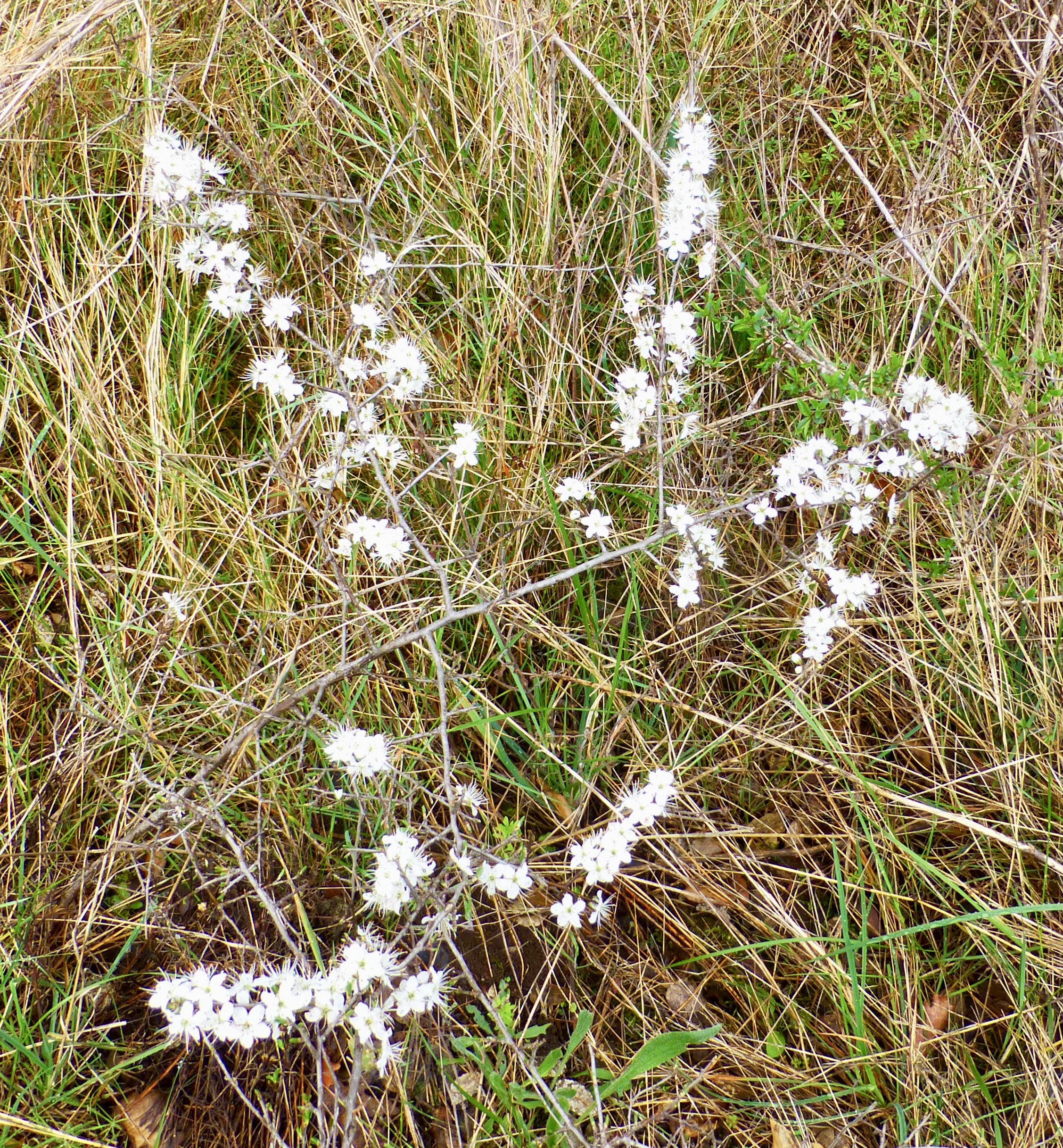 Prunus spinosa