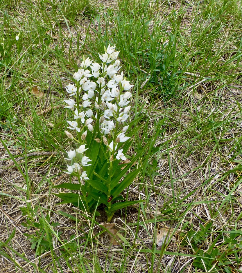 Céphalanthère à feuilles