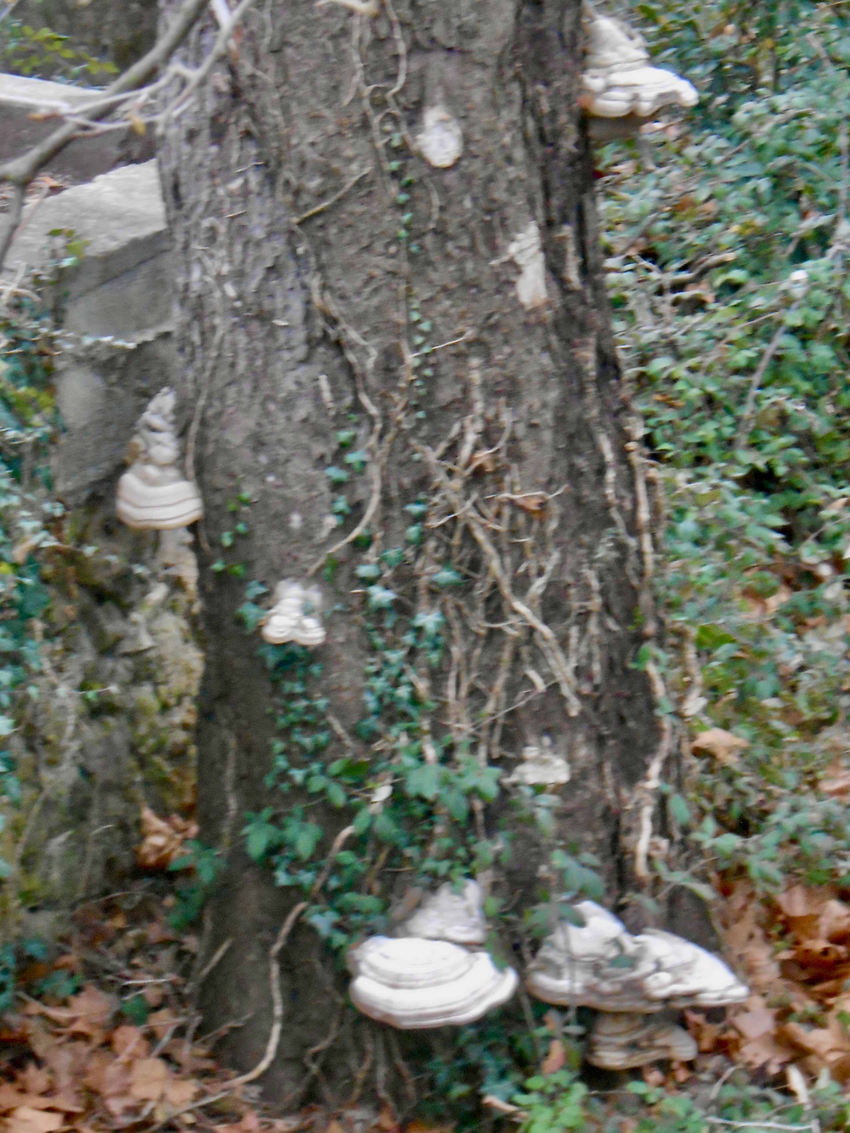 Amadouviers sur un fût de chêne vert
