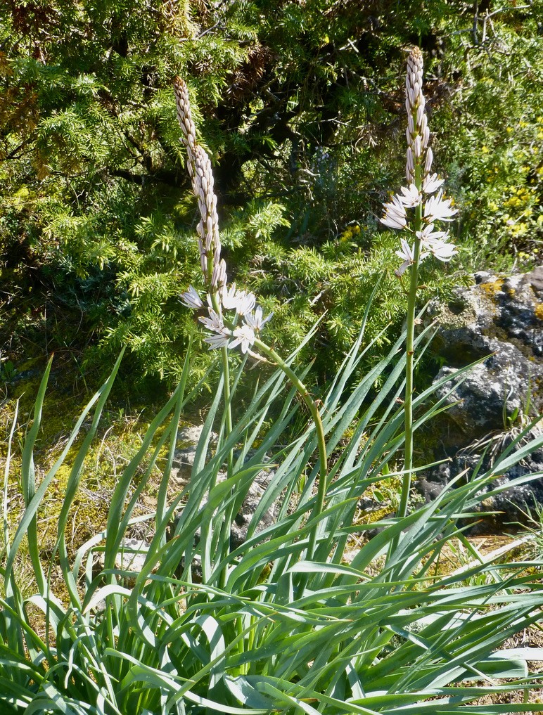 Asphodèle en pleine floraison
