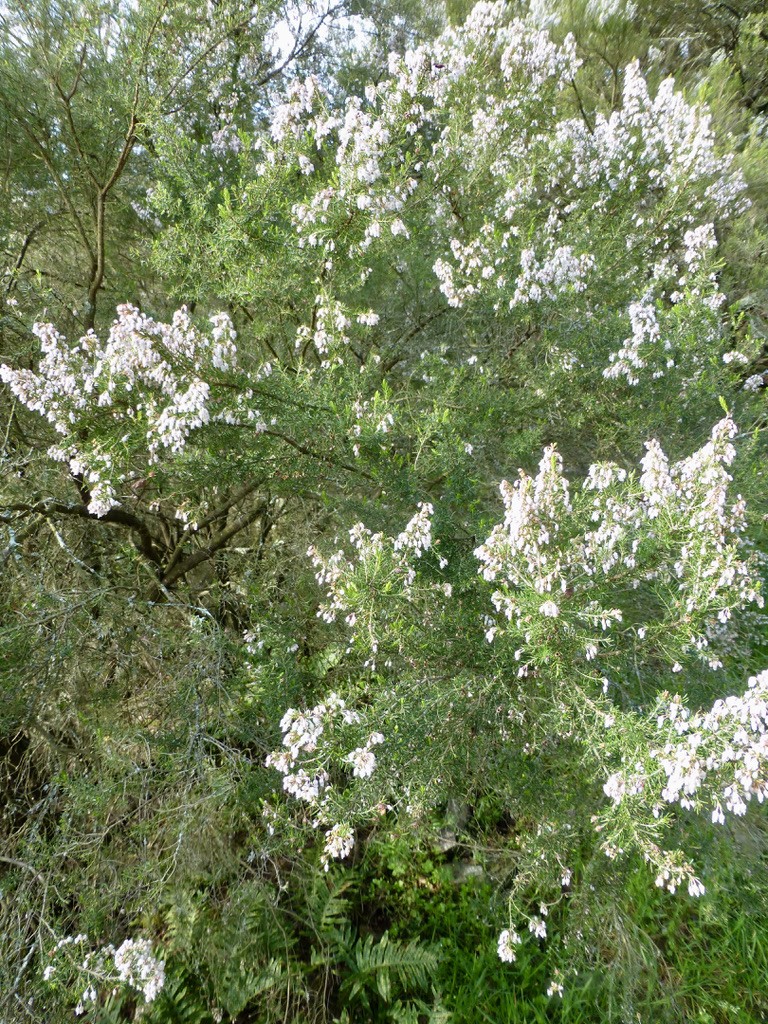 Bruyère aux fleurs blanches