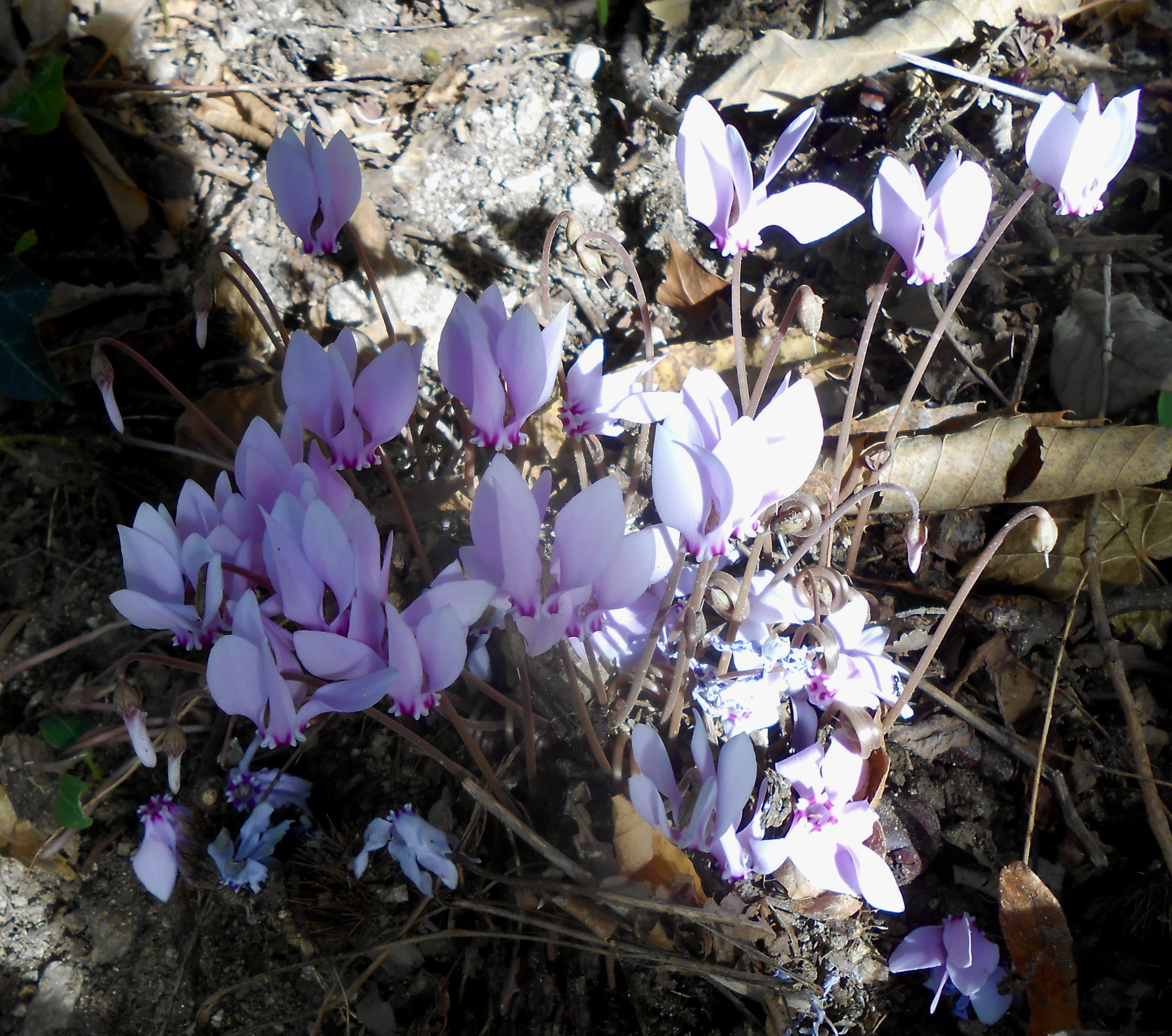 Cyclamen de Naples