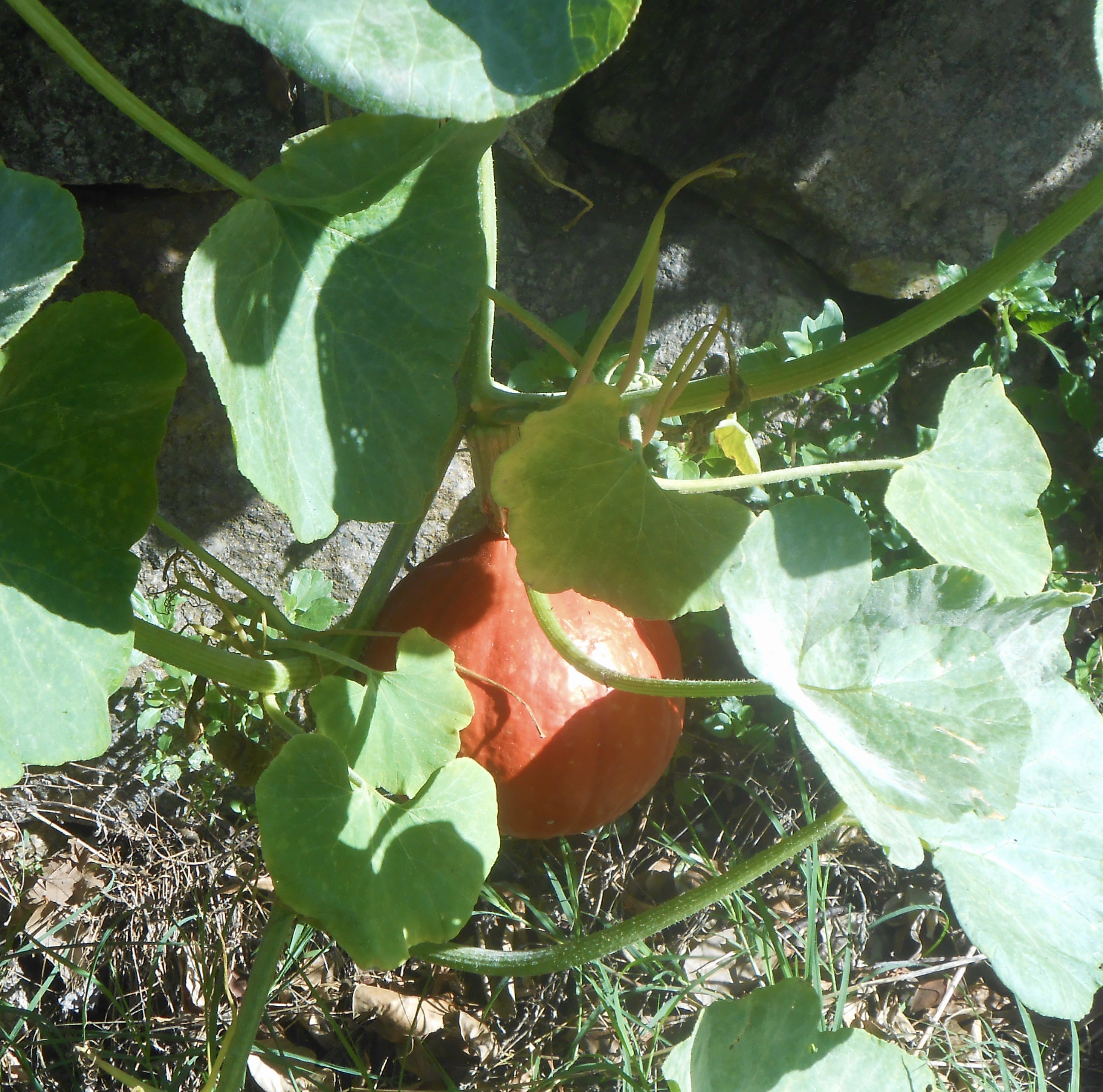 Potimaron