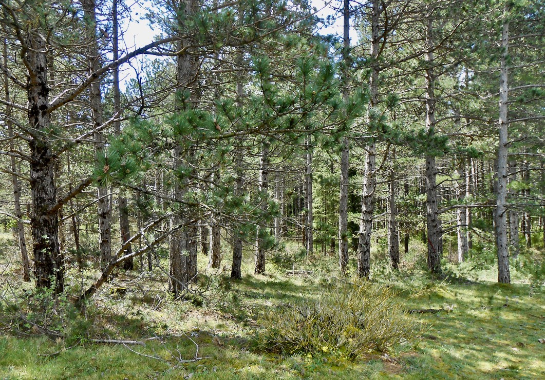 Belle forêt de pins