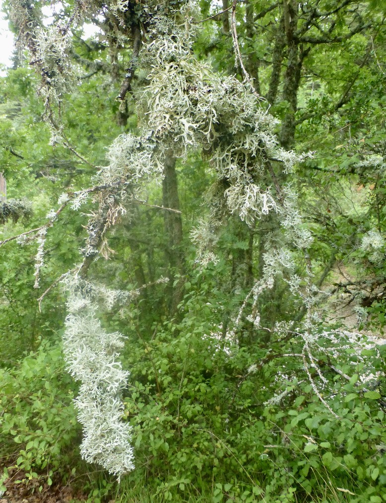 Enormes lichens sur les branches (Mousses de chêne )