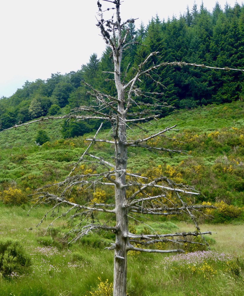 Squelette d'arbre