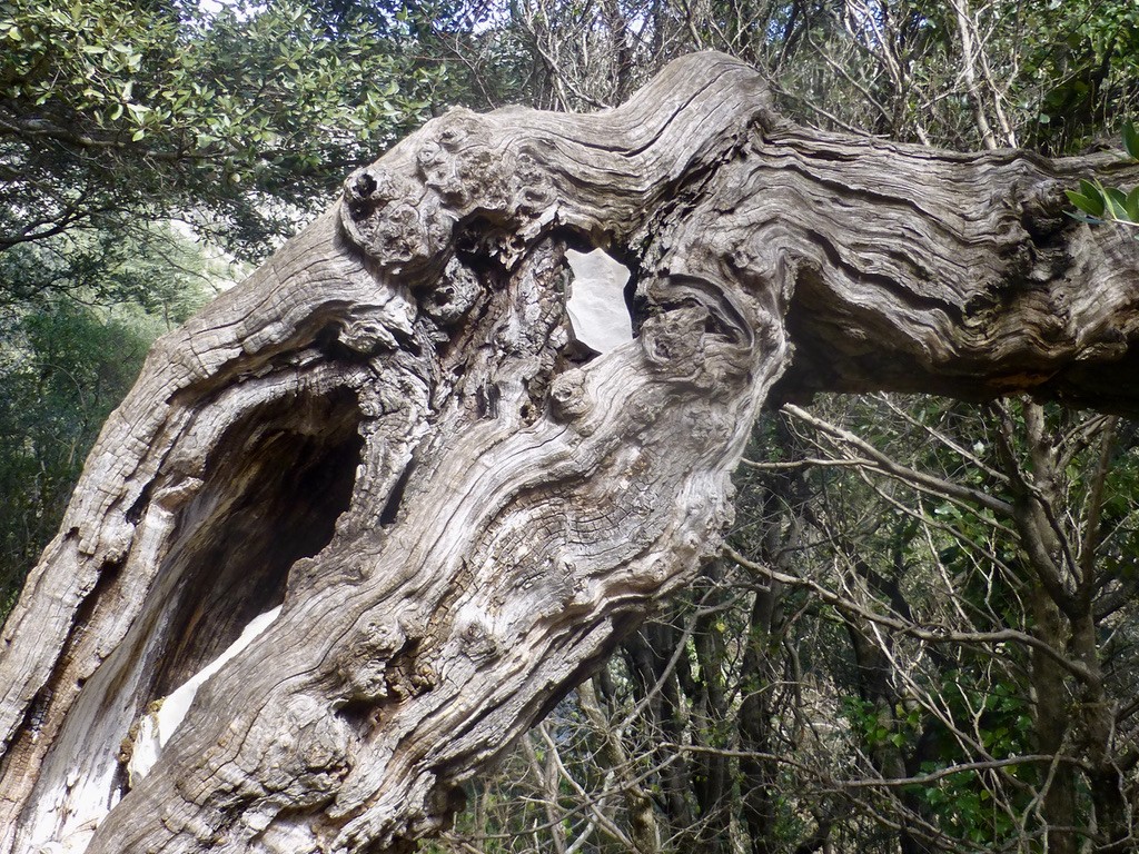 Tronc d'arbre sculpté par le temps