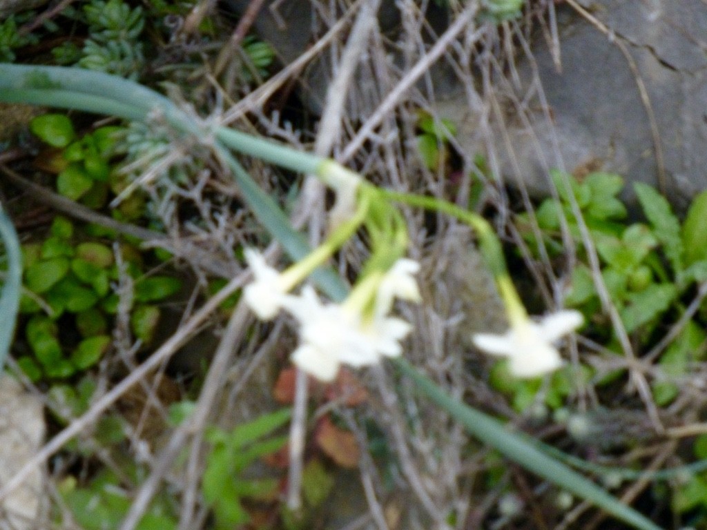 Bouquet de jacinthes