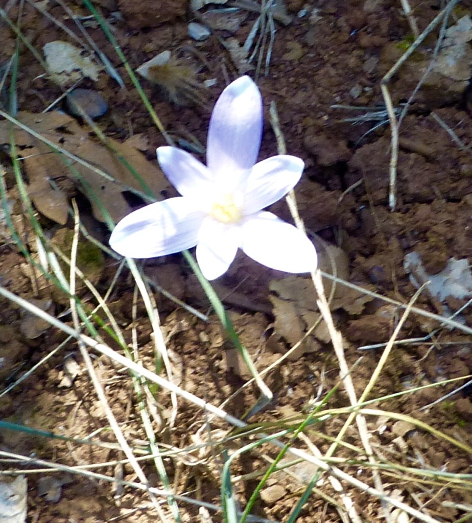 Pied de crocus sativus (safran)